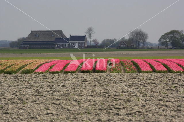 Tulip (Tulipa)