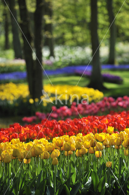 Tulp (Tulipa)