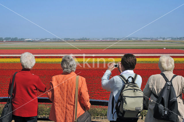 Tulip (Tulipa)