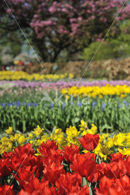 Tulip (Tulipa)