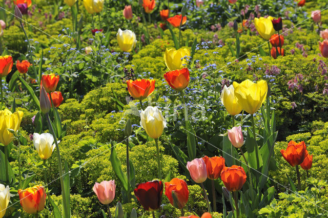 Tulip (Tulipa)