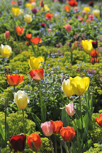 Tulip (Tulipa)