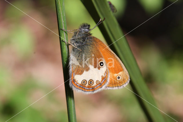 Tweekleurig hooibeestje (Coenonympha arcania)