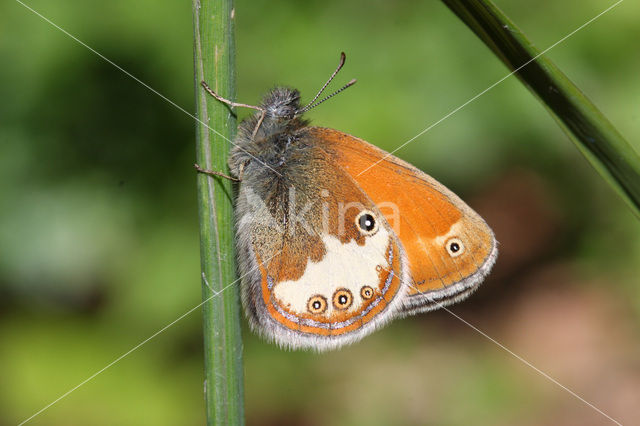 Pearly Heath (Coenonympha arcania)