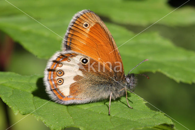 Pearly Heath (Coenonympha arcania)