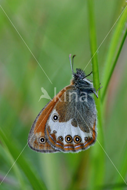 Tweekleurig hooibeestje (Coenonympha arcania)