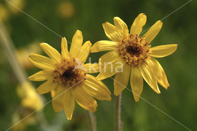 Arnica (Arnica montana)