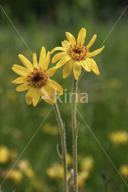 Arnica (Arnica montana)