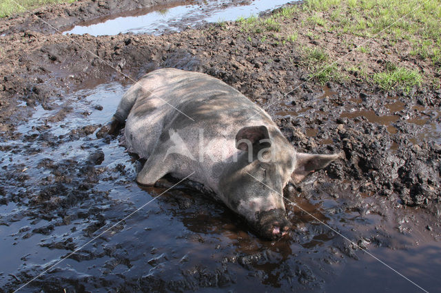 Varken (Sus domesticus)