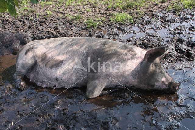 Pig (Sus domesticus)