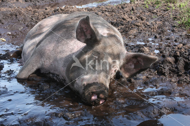 Pig (Sus domesticus)