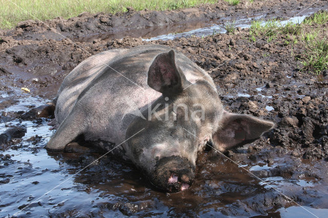 Pig (Sus domesticus)