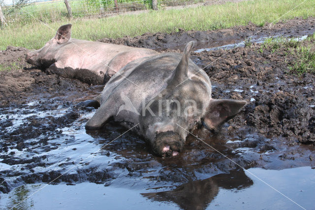 Pig (Sus domesticus)