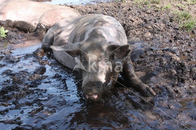 Pig (Sus domesticus)