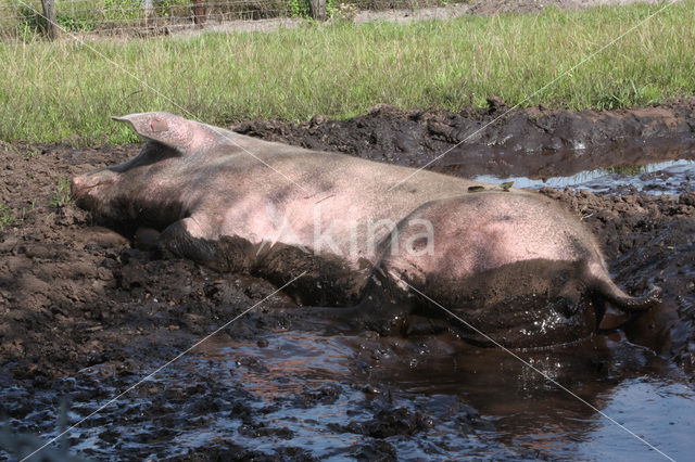 Pig (Sus domesticus)