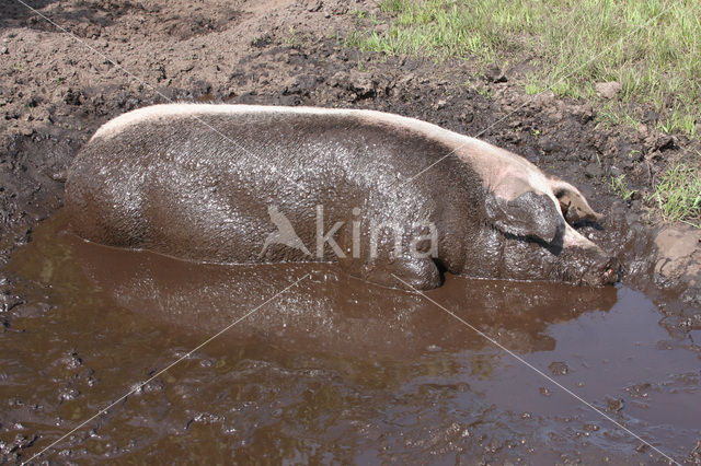 Pig (Sus domesticus)