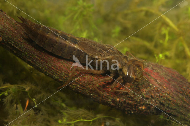 Venglazenmaker (Aeshna juncea)