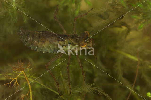 White-faced Darter (Leucorrhinia dubia)