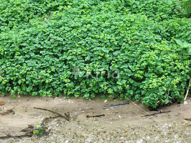 Alternate-leaved Golden Saxifrage (Chrysosplenium alternifolium)