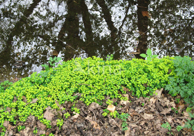 Verspreidbladig goudveil (Chrysosplenium alternifolium)