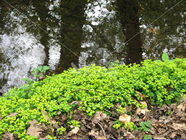 Verspreidbladig goudveil (Chrysosplenium alternifolium)