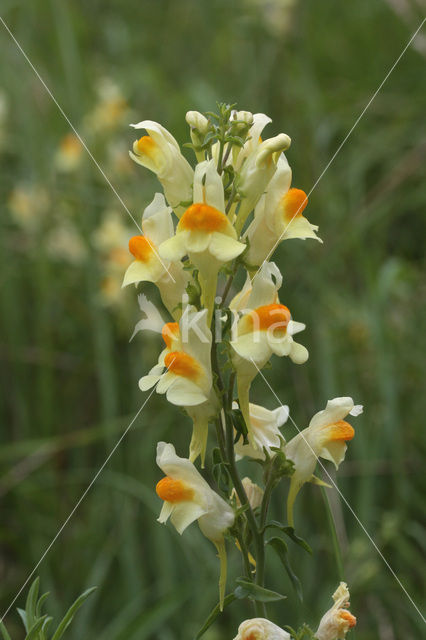 Vlasbekje (Linaria vulgaris)