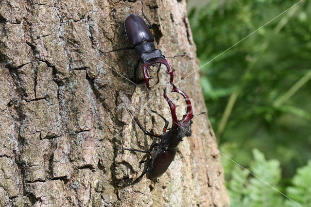 Stag Beetle (Lucanus cervus)