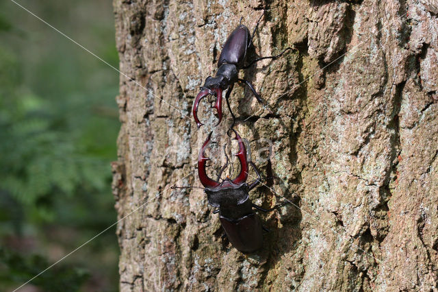 Stag Beetle (Lucanus cervus)