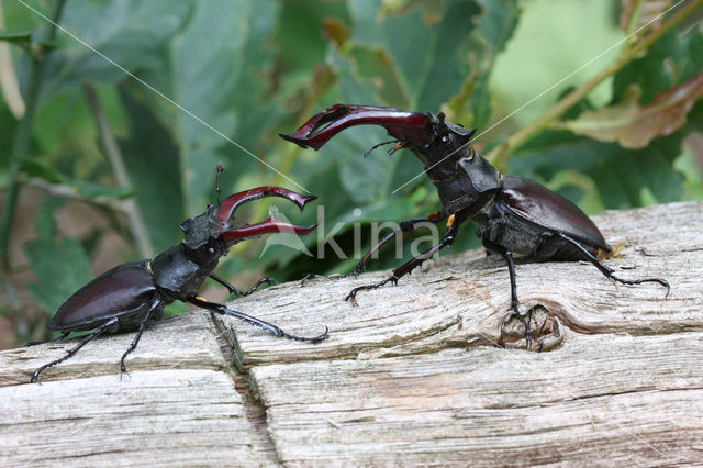 Stag Beetle (Lucanus cervus)