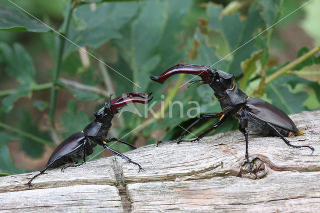 Stag Beetle (Lucanus cervus)