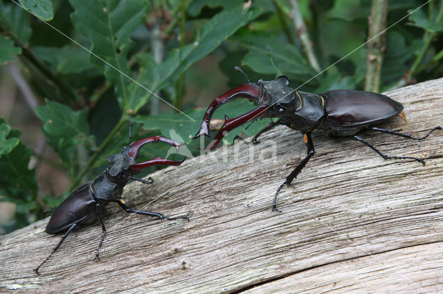 Stag Beetle (Lucanus cervus)