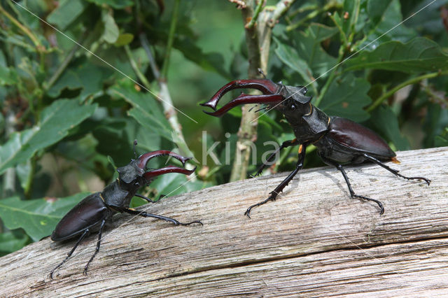 Stag Beetle (Lucanus cervus)