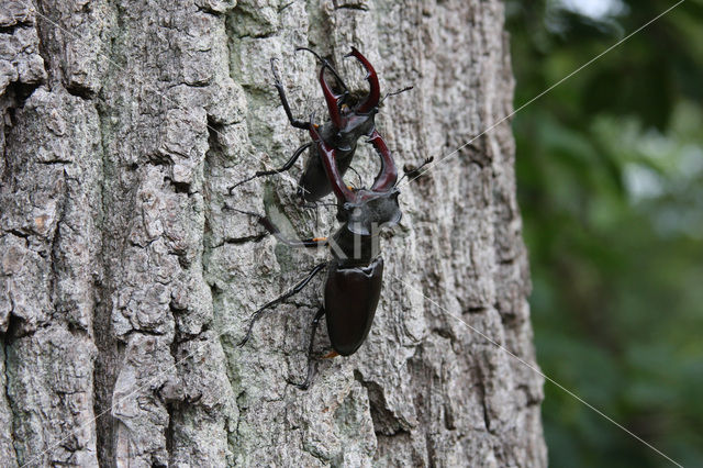 Stag Beetle (Lucanus cervus)