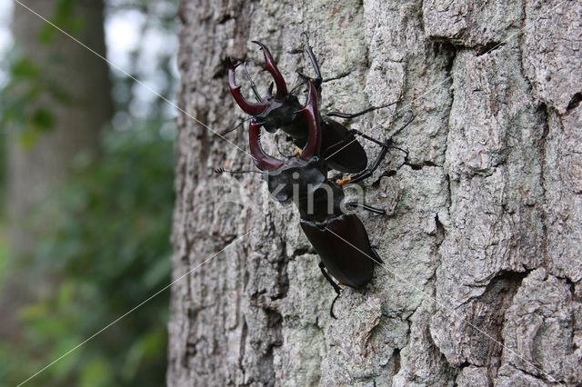 Vliegend hert (Lucanus cervus)