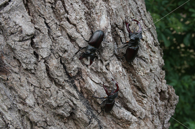 Stag Beetle (Lucanus cervus)