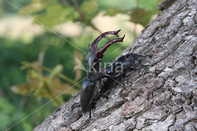 Stag Beetle (Lucanus cervus)