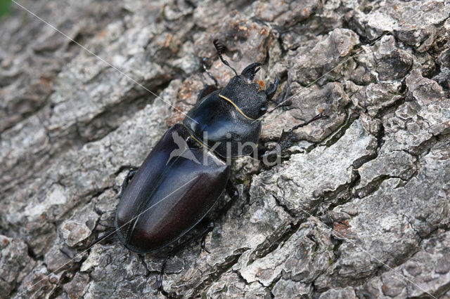 Stag Beetle (Lucanus cervus)