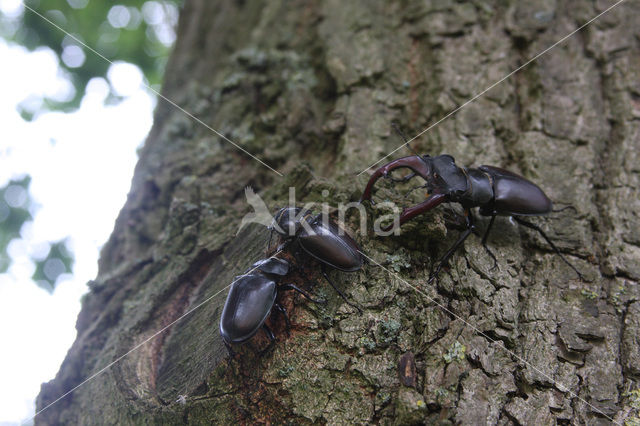 Stag Beetle (Lucanus cervus)