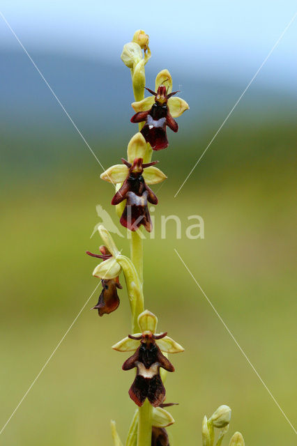 Vliegenorchis (Ophrys insectifera)