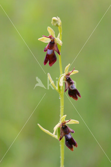 Vliegenorchis (Ophrys insectifera)