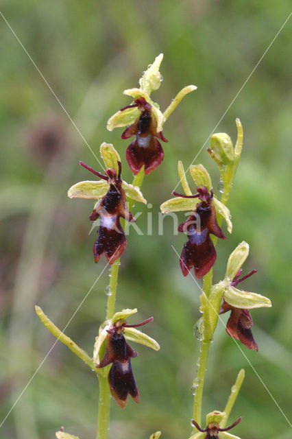 Vliegenorchis (Ophrys insectifera)