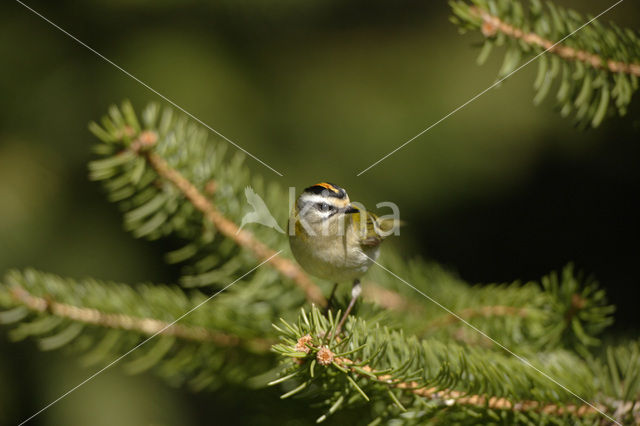 Vuurgoudhaantje (Regulus ignicapillus)