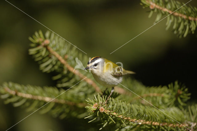 Vuurgoudhaantje (Regulus ignicapillus)