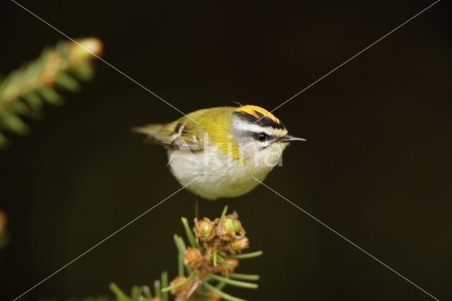 Vuurgoudhaantje (Regulus ignicapillus)