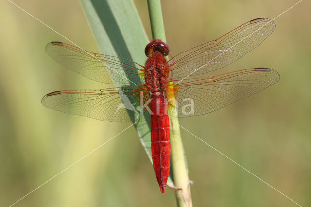 Vuurlibel (Crocothemis erythraea)