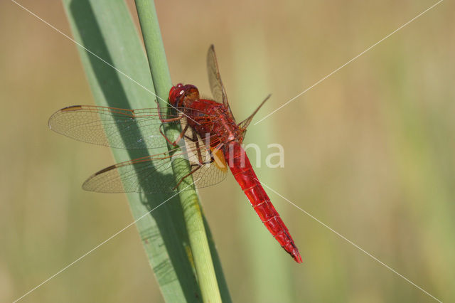 Vuurlibel (Crocothemis erythraea)