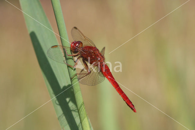 Scarlet Dragonfly (Crocothemis erythraea)