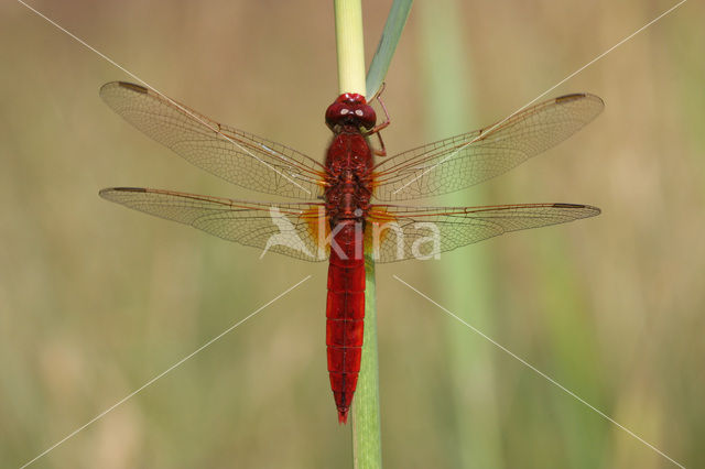 Scarlet Dragonfly (Crocothemis erythraea)