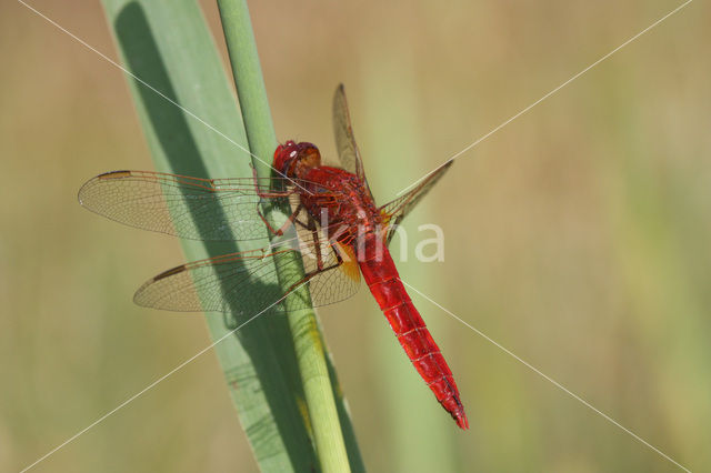 Vuurlibel (Crocothemis erythraea)