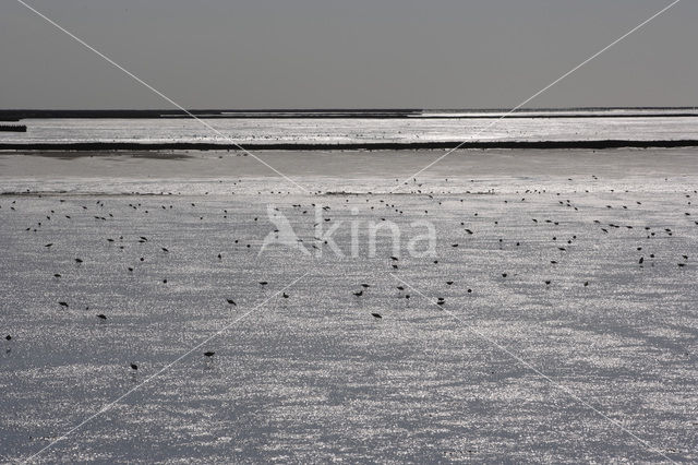 Waddensea